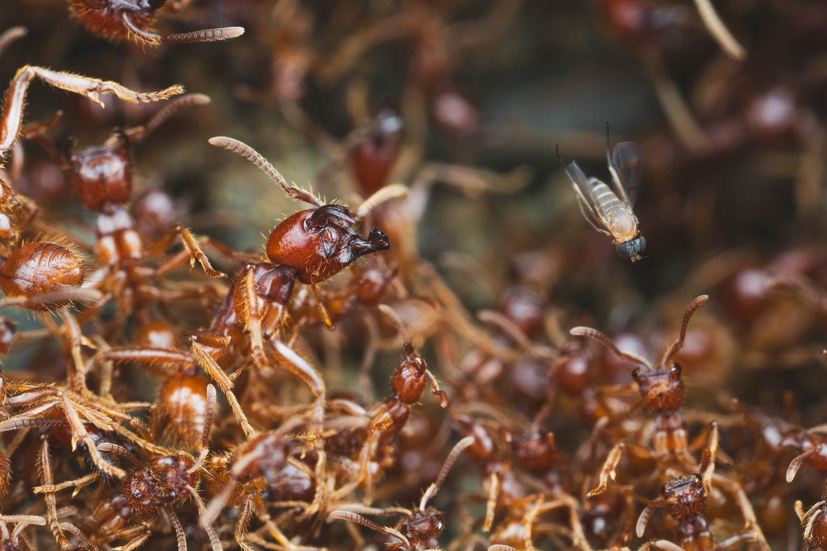 A dangerous landing. This is a phorid fly trying to lay her eggs on the heads of these army ants. Her larvae are parasitic and will feed internally within the ant's head before popping it off and emerging.