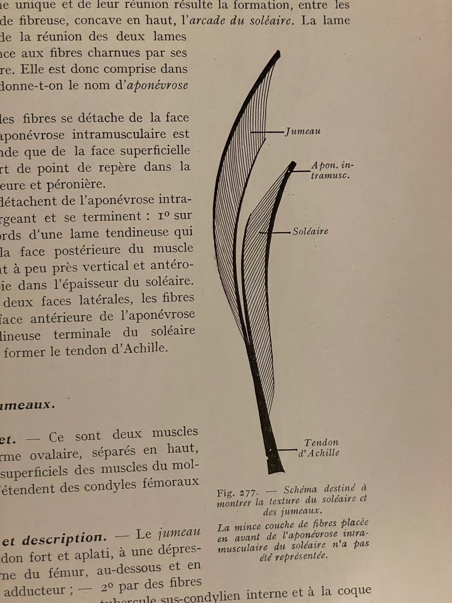 フランスの1920年代の解剖学本を入手。たまにおお〜っとなる図があって喜んでおります。2枚目:浅指屈筋の腱の重なりと正中神経。3枚目:胸鎖乳突筋の深部(鎖骨乳突筋)の筋束、4枚目:下腿三頭筋の矢状断面の模式図。