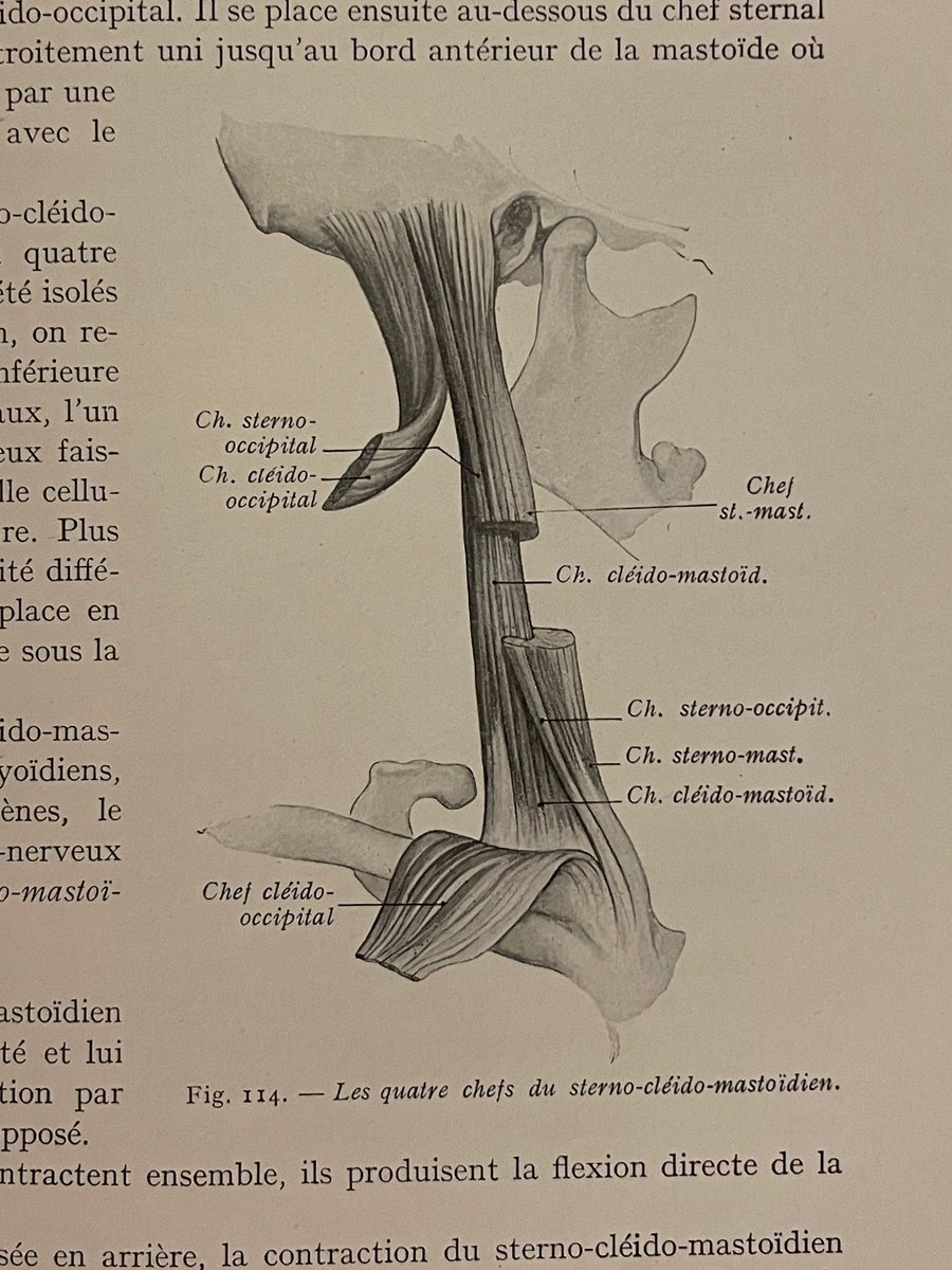 フランスの1920年代の解剖学本を入手。たまにおお〜っとなる図があって喜んでおります。2枚目:浅指屈筋の腱の重なりと正中神経。3枚目:胸鎖乳突筋の深部(鎖骨乳突筋)の筋束、4枚目:下腿三頭筋の矢状断面の模式図。