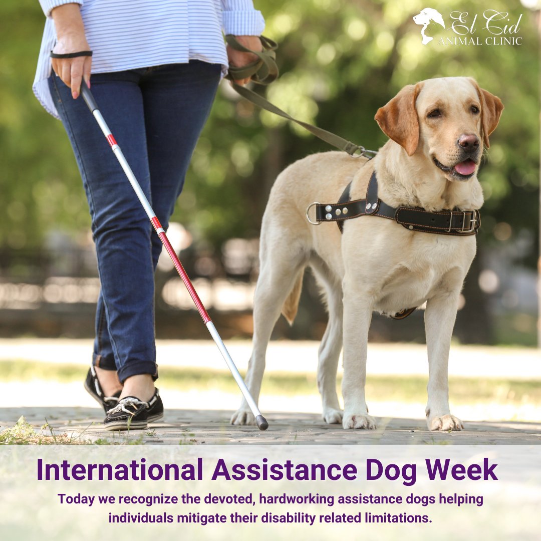 🐾🌎 Happy International Assistance Dog Week! 🌎🐾

During this special week, we celebrate the incredible contributions of assistance dogs worldwide. 🌟

#ElCidAnimalClinic #InternationalAssistanceDogWeek #AssistanceDogs #ServiceDogs #SupportDogs #LifeChangers #FurryHeroes