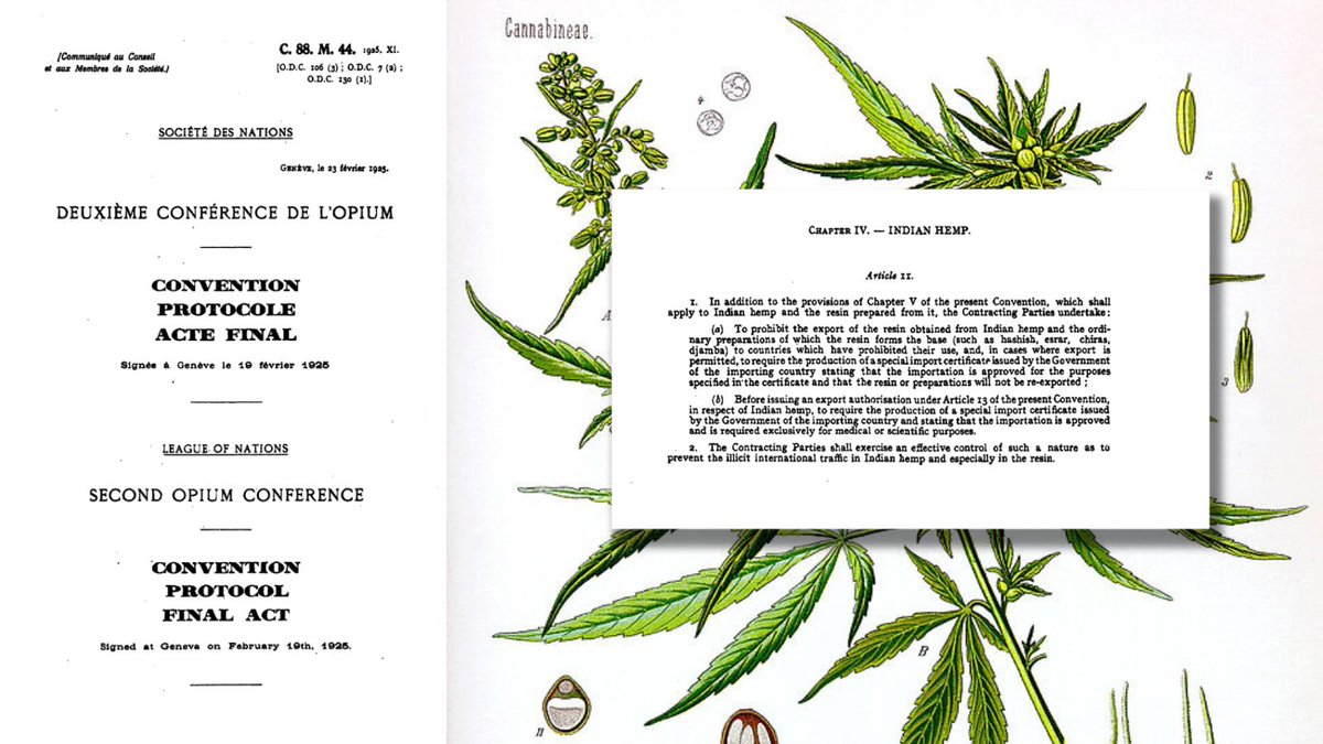 In 2020, the UN removed cannabis from its most strict drug control list. The 1925 Geneva International Opium Convention had first added ‘indian hemp’ among drugs under international control. What will be the next Geneva Convention? Clues at #IALL2023 iall.org/conf2023/