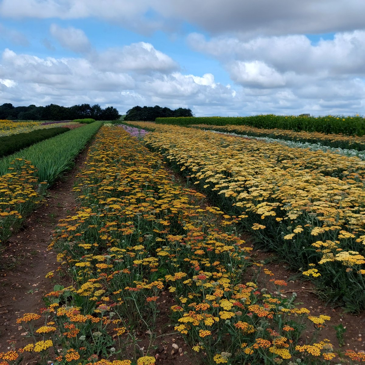 Howard Nurseries tweet media