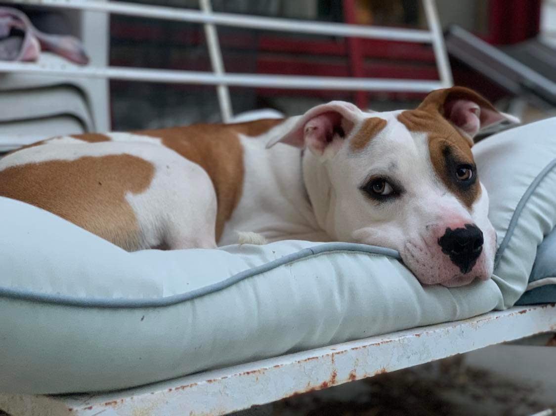 Woody is such a good snuggler with a sweet face! He’s got a unique nose and cutie ears. Adopt him at: petlover.petstablished.com/pets/public/17…
#adoptdontshop #dogsofgr #untiltherearenone #tweet #trend #goodpuppy