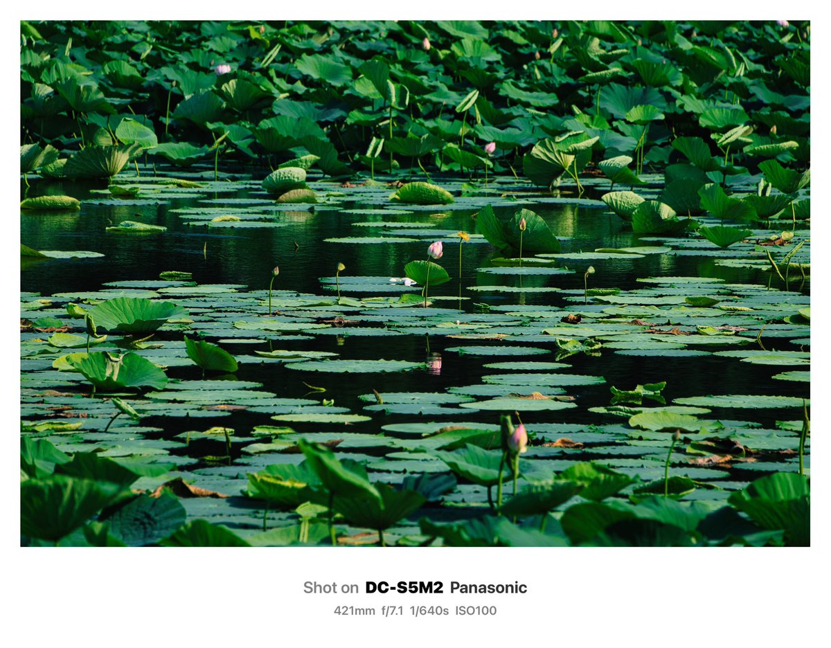 “Lotus swamp” 
宮城県大崎市 切伏沼にて
#lumixs5ii 
#lumixs70300