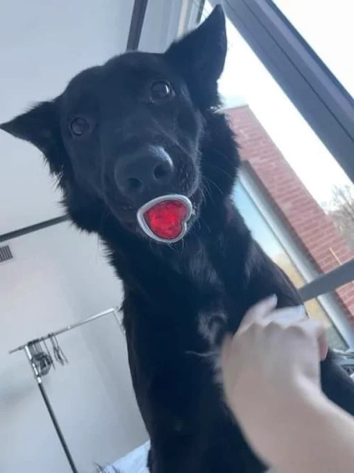 eu te amo doguinho da chupeta coração, eu te amo 🧡