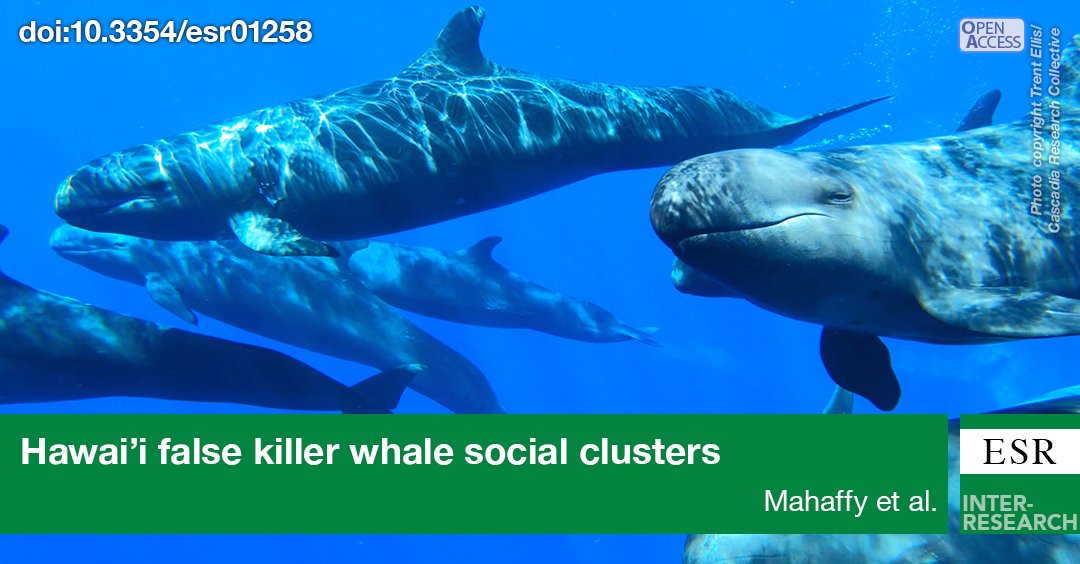 Endangered false killer whales in Hawai‘i live in four genetically differentiated social clusters that are of mixed age and sex, and vary in spatial use. Efforts to estimate abundance and mitigate threats need to consider social clusters bit.ly/esr_51_249