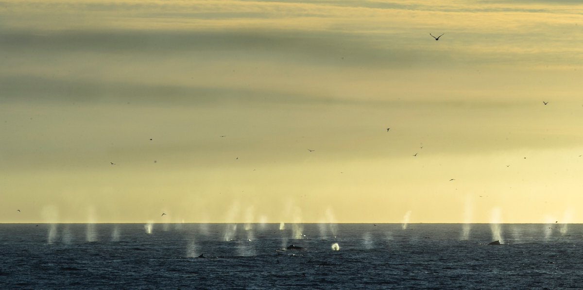 Emma Vogel tweet media