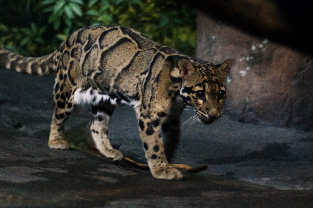 MarGomezH's tweet photo. El ginkgo biloba, una especie rara de árbol, se puede encontrar viviendo en el pozo, así como especies animales raras como el leopardo nublado, de los cuales se estima que hay menos de 10.000 en la naturaleza.

(📷Charles Barilleaux/Wikipedia) https://t.co/V9CbSbZy85