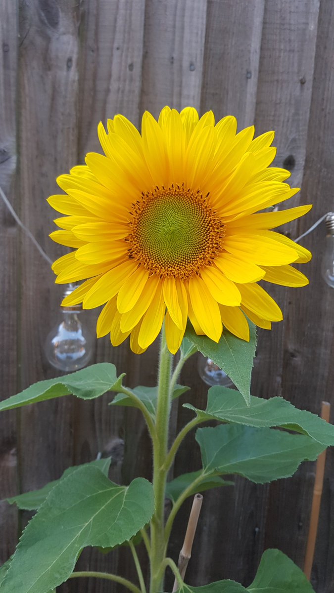 RayBox23's tweet image. 😊🌻

#sunflowers  #geometryinnature
