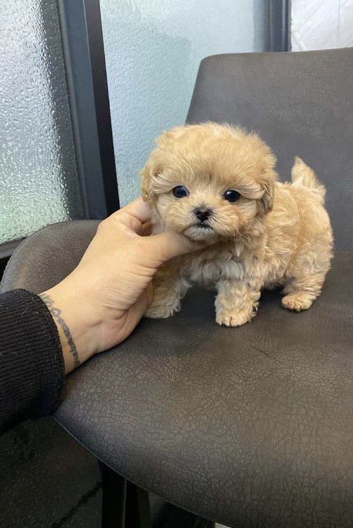 So cute puppy 🥰💗🥰