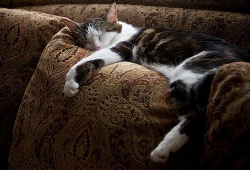 Officials from the #TourDeCouch report that up to 75% of athletes are still on the course.