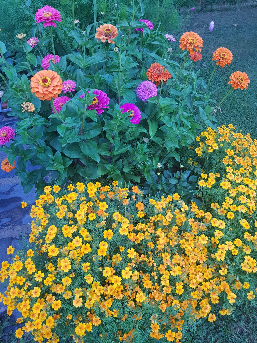 MarkettaVainio's tweet photo. @RaijaPajula Ootko kokeillut tätä kääpiösamettikukkaa, Tagetes tenuifoliaa, koskaan ? Hieno ja helppo kukka, syyspallokryssan korvike. https://t.co/Jpt99Qw4JA
