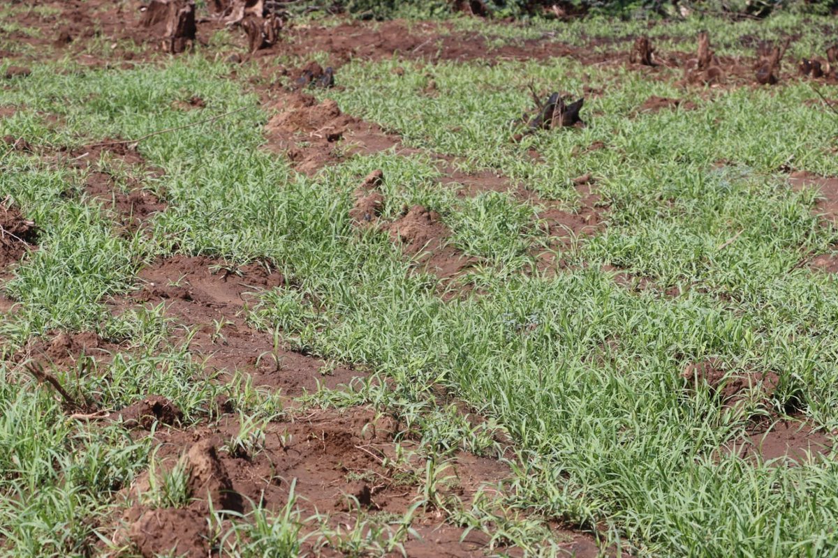 PlantVillage tweet media
