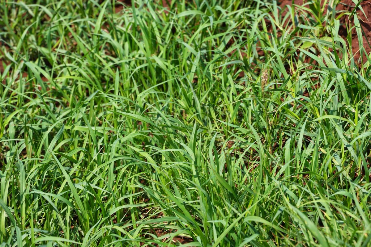 PlantVillage tweet media