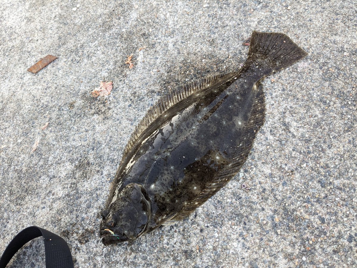 aquasm07's tweet photo. サビキでヒラメ。驚いた。
#サビキ #ヒラメ #日本海 https://t.co/odJjeP7OGg