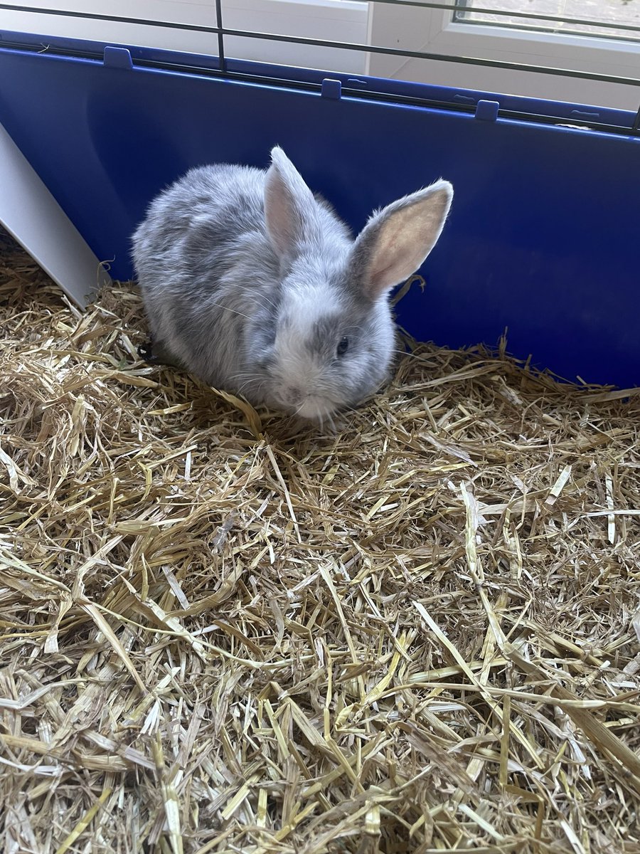 We picked this little guy up yesterday as a 5th birthday present for my daughter and told her she could call him whatever she wanted.
Everyone meet <a href="/Max33Verstappen/">Max Verstappen</a> 😂❤️ 🏎️  🐰 🦁