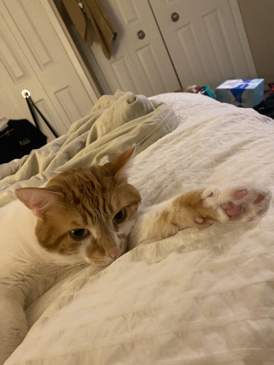 oranglilboi1's tweet photo. 👋 https://t.co/xIsWv0ttxV