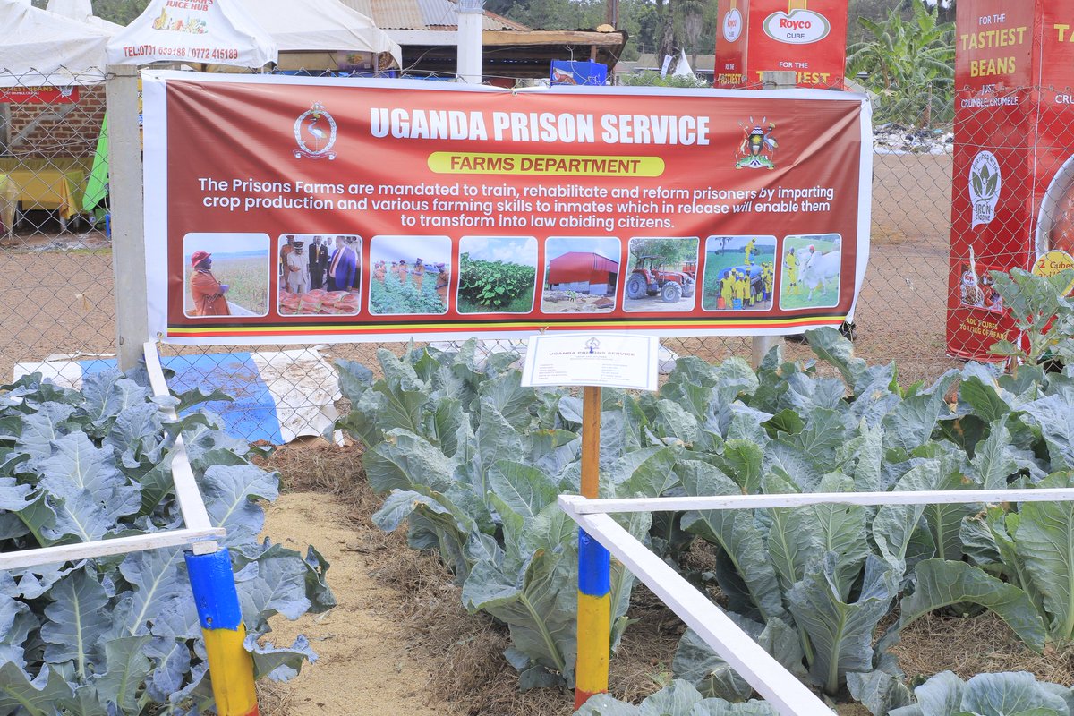 UgandaPrisons's tweet image. As we embark on this agricultural journey, we invite you to explore the diversity of crops, livestock, merchinery and services that shape the backbone of our nation's economy. 

The National Agricultural Show stands as a symbol of hope and progress.

#AgricShow2023