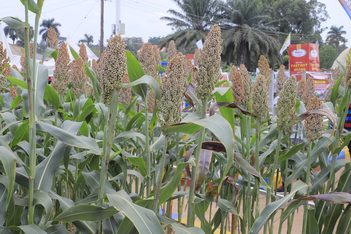 UgandaPrisons's tweet image. As we embark on this agricultural journey, we invite you to explore the diversity of crops, livestock, merchinery and services that shape the backbone of our nation's economy. 

The National Agricultural Show stands as a symbol of hope and progress.

#AgricShow2023