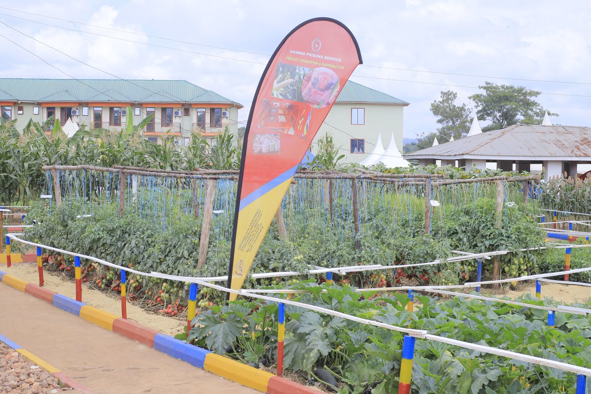 UgandaPrisons's tweet image. As we embark on this agricultural journey, we invite you to explore the diversity of crops, livestock, merchinery and services that shape the backbone of our nation's economy. 

The National Agricultural Show stands as a symbol of hope and progress.

#AgricShow2023