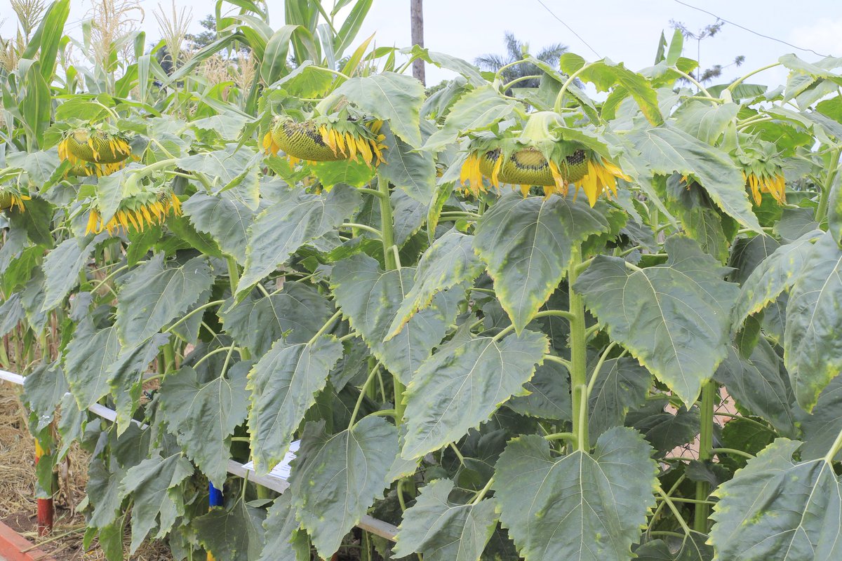 UgandaPrisons's tweet image. As we embark on this agricultural journey, we invite you to explore the diversity of crops, livestock, merchinery and services that shape the backbone of our nation's economy. 

The National Agricultural Show stands as a symbol of hope and progress.

#AgricShow2023