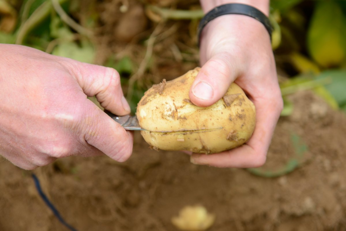 Frontier Agriculture (@frontierag) on Twitter photo ๐ขJoin us & <a href="/Kingscrops/">Kings</a> at <a href="/JamesHuttonInst/">James Hutton Institute</a> #PotatoesinPractice this week in Dundee! ๐ฅ๐ฑ
Weโll be talking about the latest agronomic innovations while Kings demonstrates a diverse mix of #covercrops designed to support potato rotations.
๐ Learn more: bit.ly/3rPmLxg ๐ขJoin us & <a href="/Kingscrops/">Kings</a> at <a href="/JamesHuttonInst/">James Hutton Institute</a> #PotatoesinPractice this week in Dundee! ๐ฅ๐ฑ
Weโll be talking about the latest agronomic innovations while Kings demonstrates a diverse mix of #covercrops designed to support potato rotations.
๐ Learn more: bit.ly/3rPmLxg