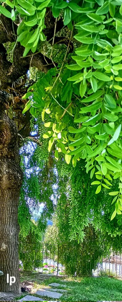 LauraPapa18's tweet photo. Wishing everyone a wonderful new week
💚🌿💚🌿💚🌿💚🌿💚 https://t.co/ITykkmXnSh