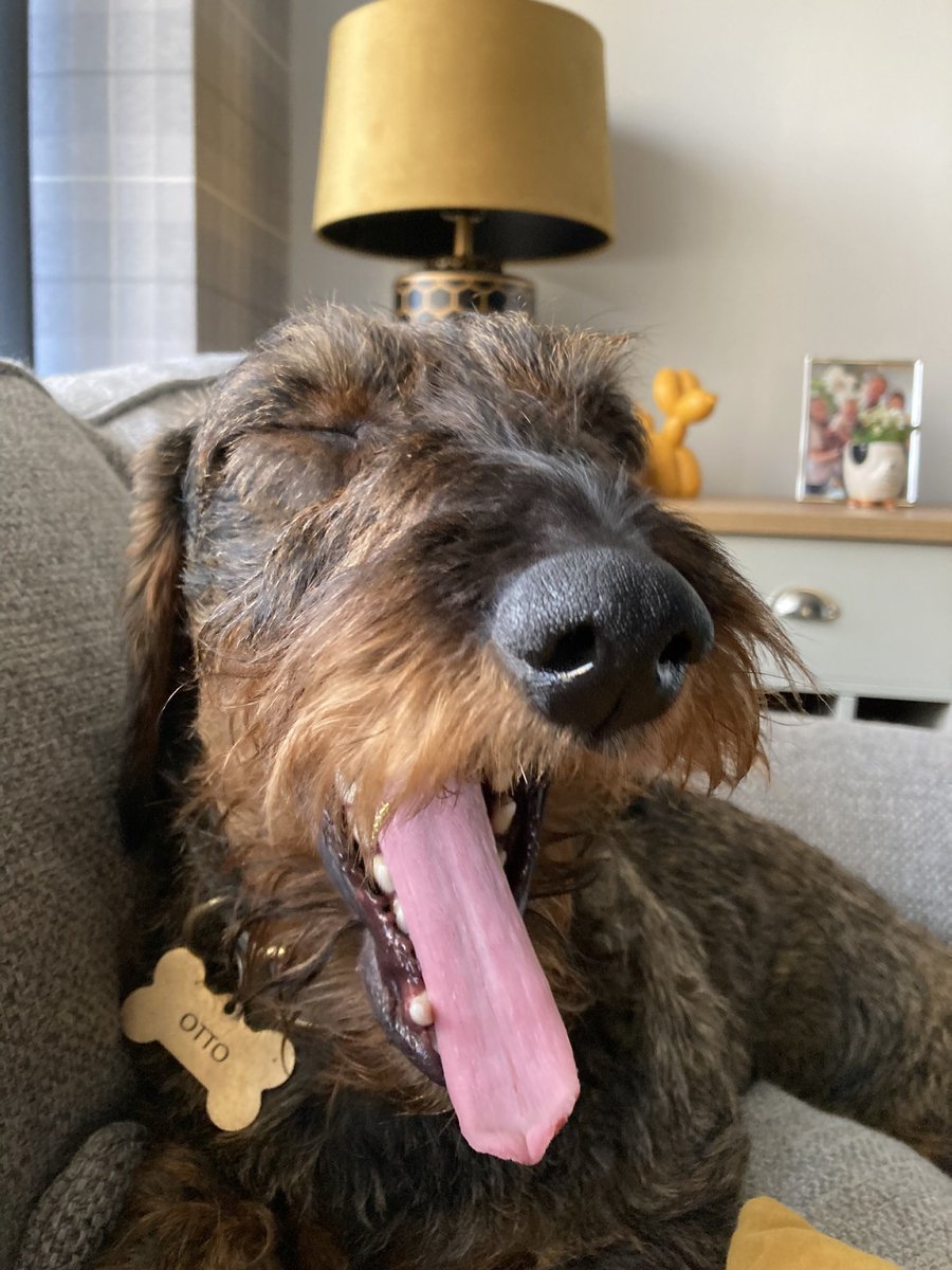 Otto Sausage 💕💕 tweet media