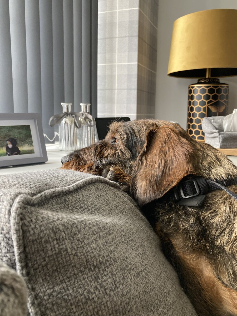Otto Sausage 💕💕 tweet media