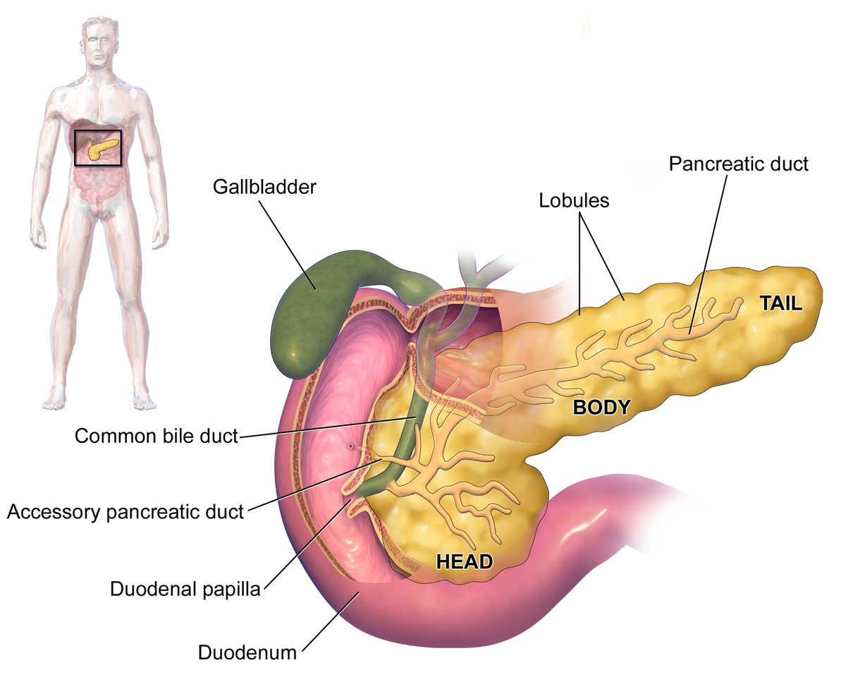 Mario643's tweet photo. 🔬 Understanding Pancreas and Osteopathy
The pancreas, a crucial organ in our body, plays a significant role in digestion and blood sugar regulation. However, when it encounters issues, it can lead to a range of symptoms that demand prompt medical attention. #myophysio #physio https://t.co/EbIK6vReip