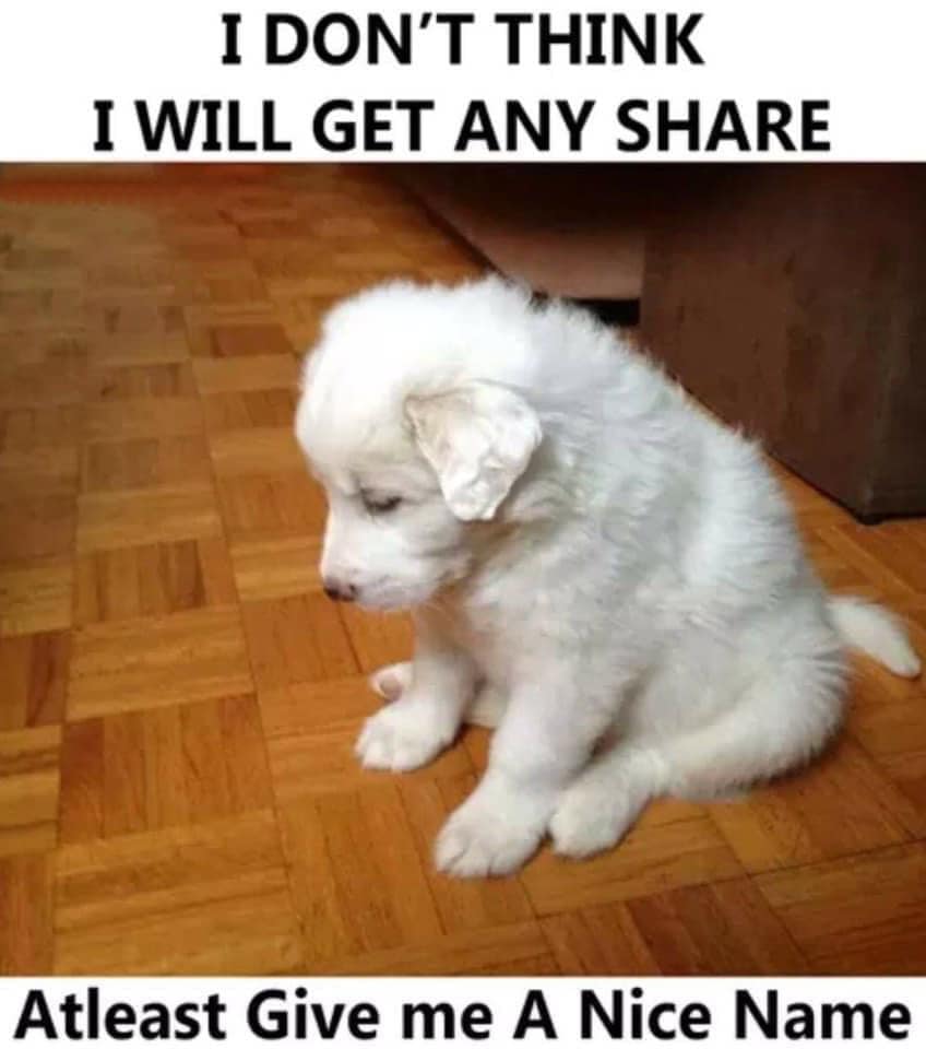 Dog Lovers tweet media