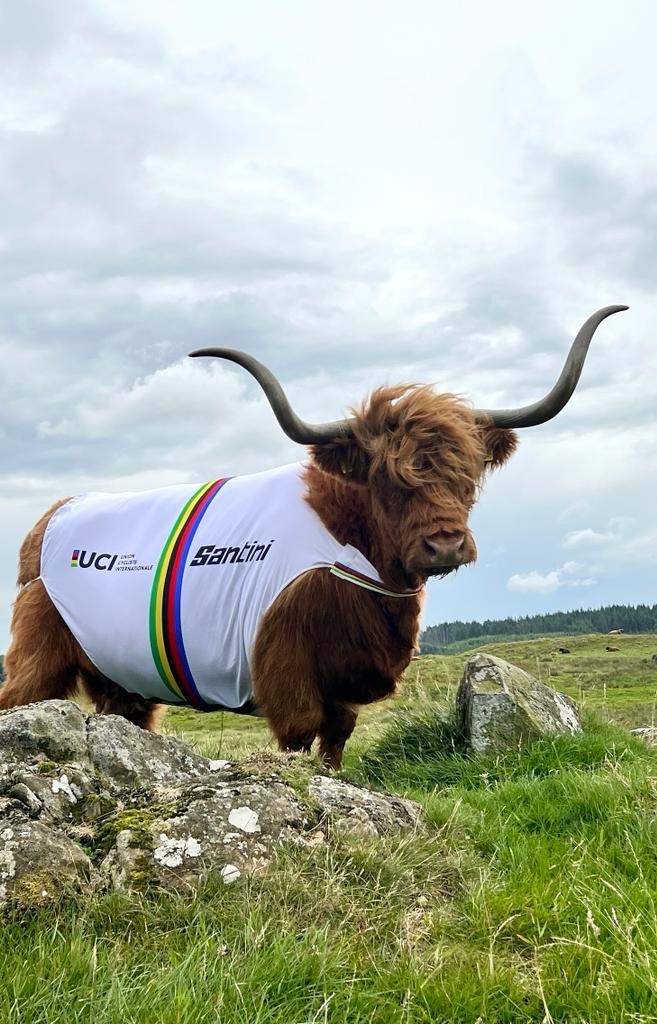 *spotted down in Dumfries &amp; Galloway #GlasgowScotland2023 🏴󠁧󠁢󠁳󠁣󠁴󠁿

Let us introduce you to..."Moooo-thieu van der Poel"

Any other cycling-coo-name suggestions welcome 👇

📸Kitchen Coos and Ewes in D&amp;G, Neale McQuistin