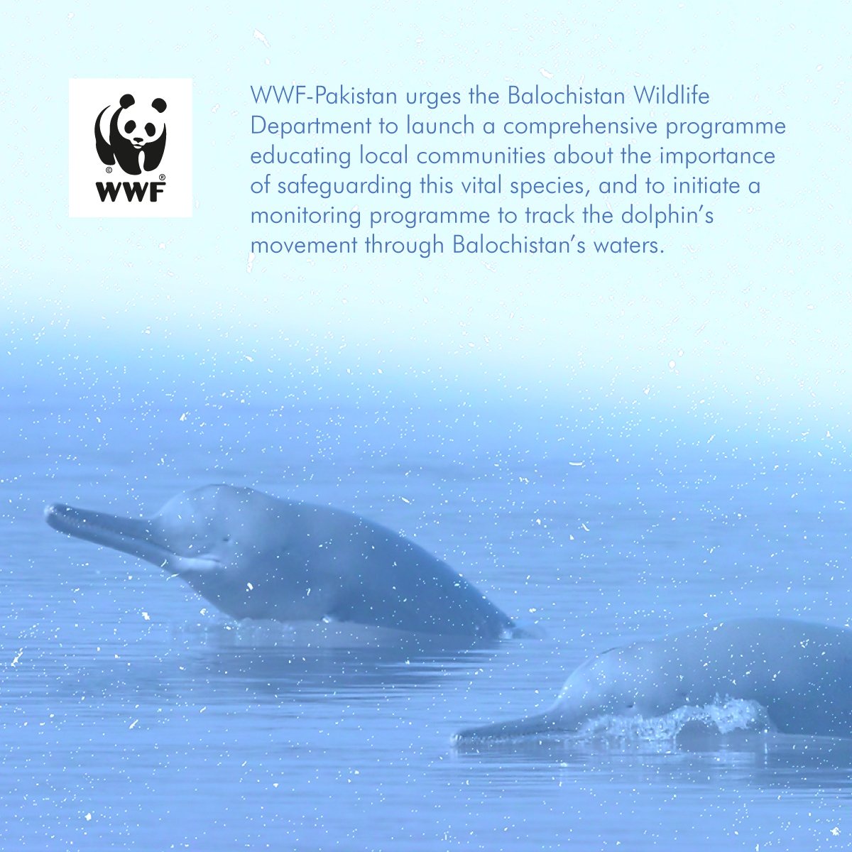 WWFPak tweet picture