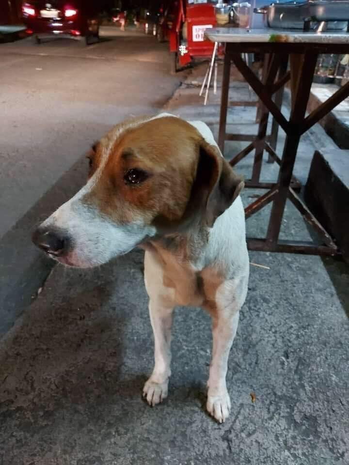 Tweets of Dogs tweet media