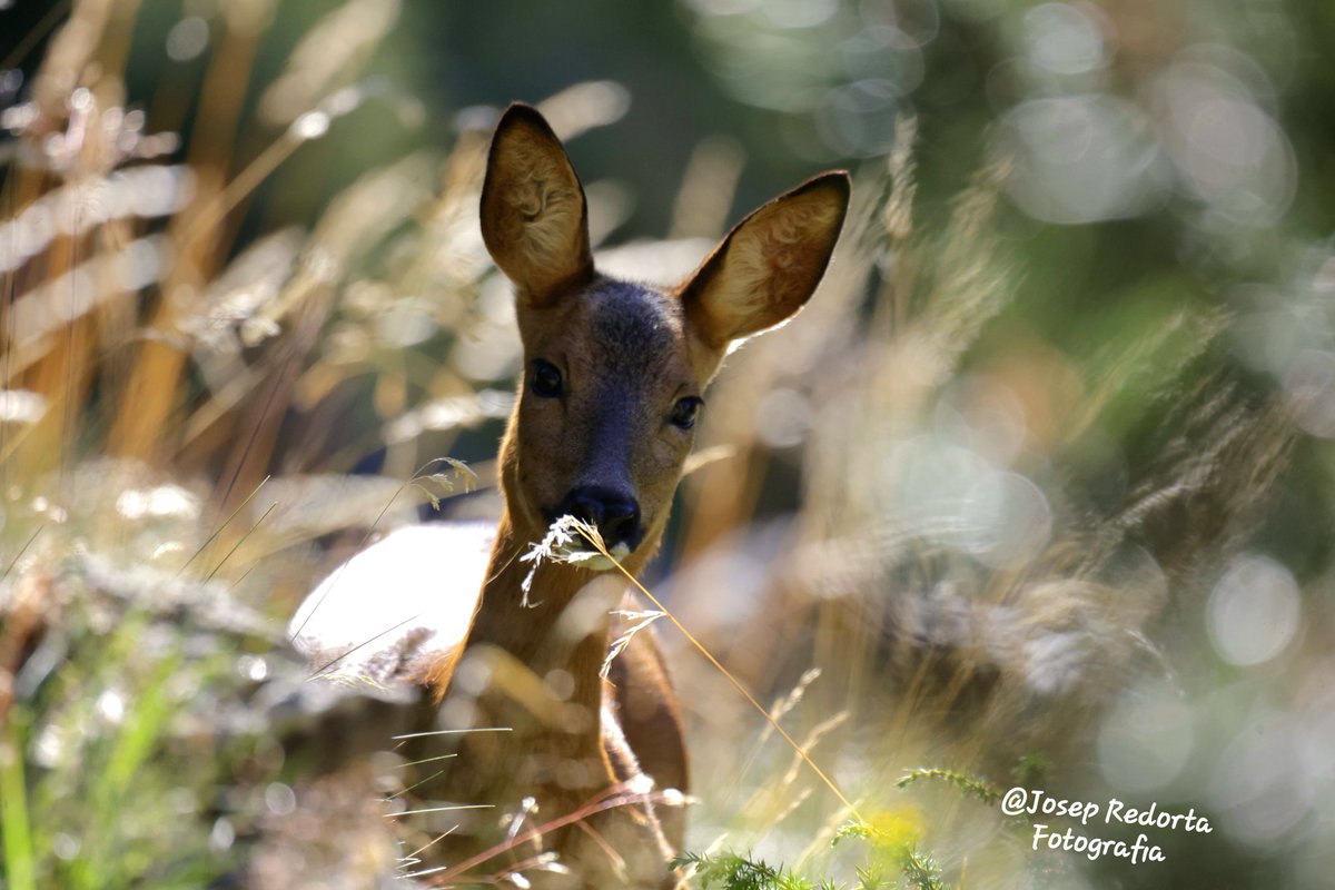 Cabirol, Capreolus capreolus.
Quan un animal et ve a saludar es d'agrair. <a href="/andorraworld_ad/">AndorraWorld - Andorra Turisme</a> <a href="/gfmanlleu/">Grup Fotogràfic Manlleu</a> <a href="/andorra/">Jean-Christophe</a>