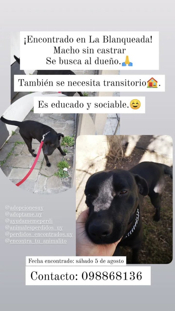 Hola! Me ayudan a difundir? #perrosperdidos #meperdi <a href="/perros_uy/">PerrosPerdidosUy</a> <a href="/PerdidosEncont/">Perdidos Encontrados🐾🇺🇾</a>