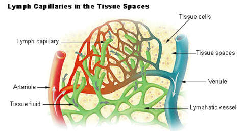 StrokeResearch2's tweet photo. #Vascular disease is a class of diseases of the vessels of the circulatory system in the body, including blood vessels – the arteries and veins, and the lymphatic vessels
https://t.co/yBwh9ptUCK https://t.co/SbP7rl7ndA