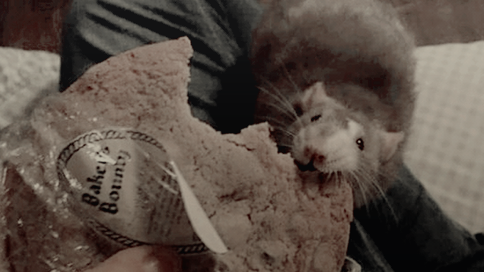 ‍ ‍ ‍ ‍ ‍ 𝖐𝗂𝗇𝗀 ‍ ‍ 𝗈𝖿 ‍ ‍ 𝖗͟𝖆͟𝖙͟𝖘. (@roitraitre) on Twitter photo 