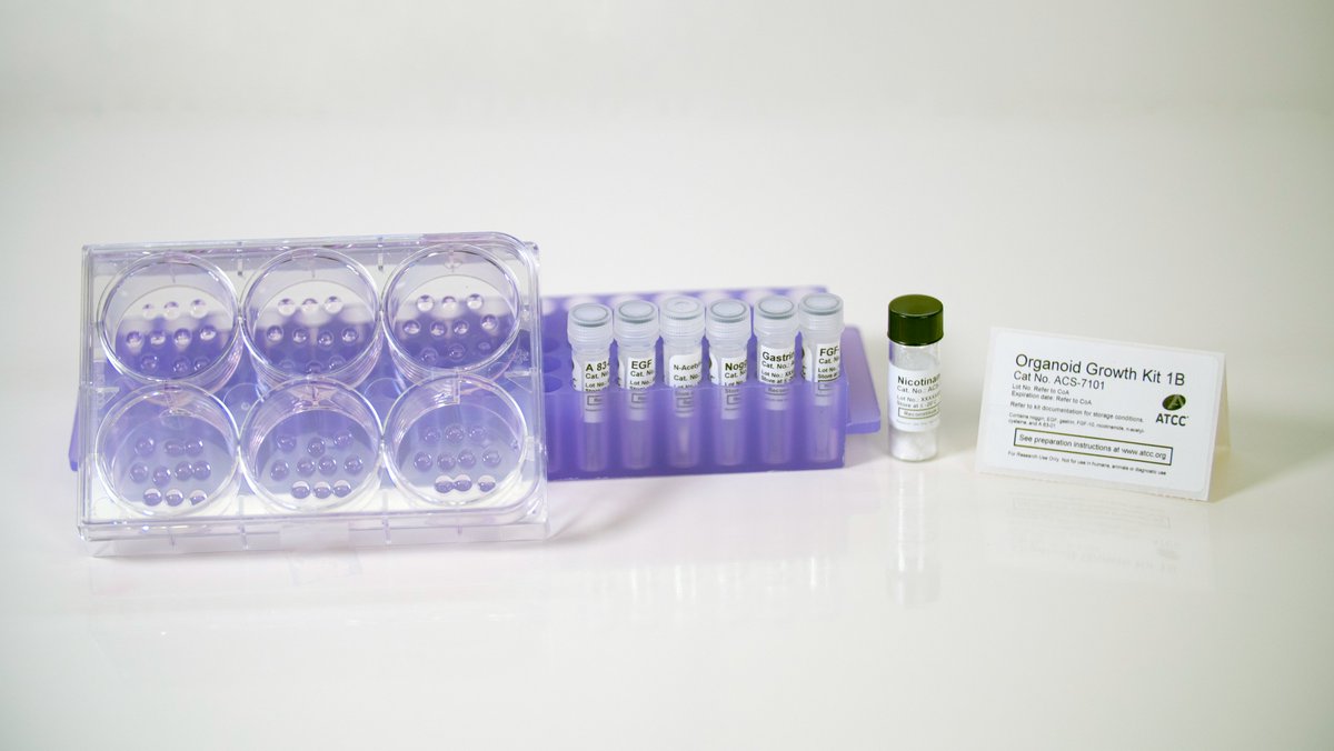 ATCC_LGC's tweet photo. Have you seen our #Organoid Growth Kits? 🧫  

These have been designed to help you leverage #OrganoidPower, streamlining your media preparation and ensuring successful growth 📈 

Learn more on our website: https://t.co/BbxU9c1nuo https://t.co/sTnHXNj8Aa