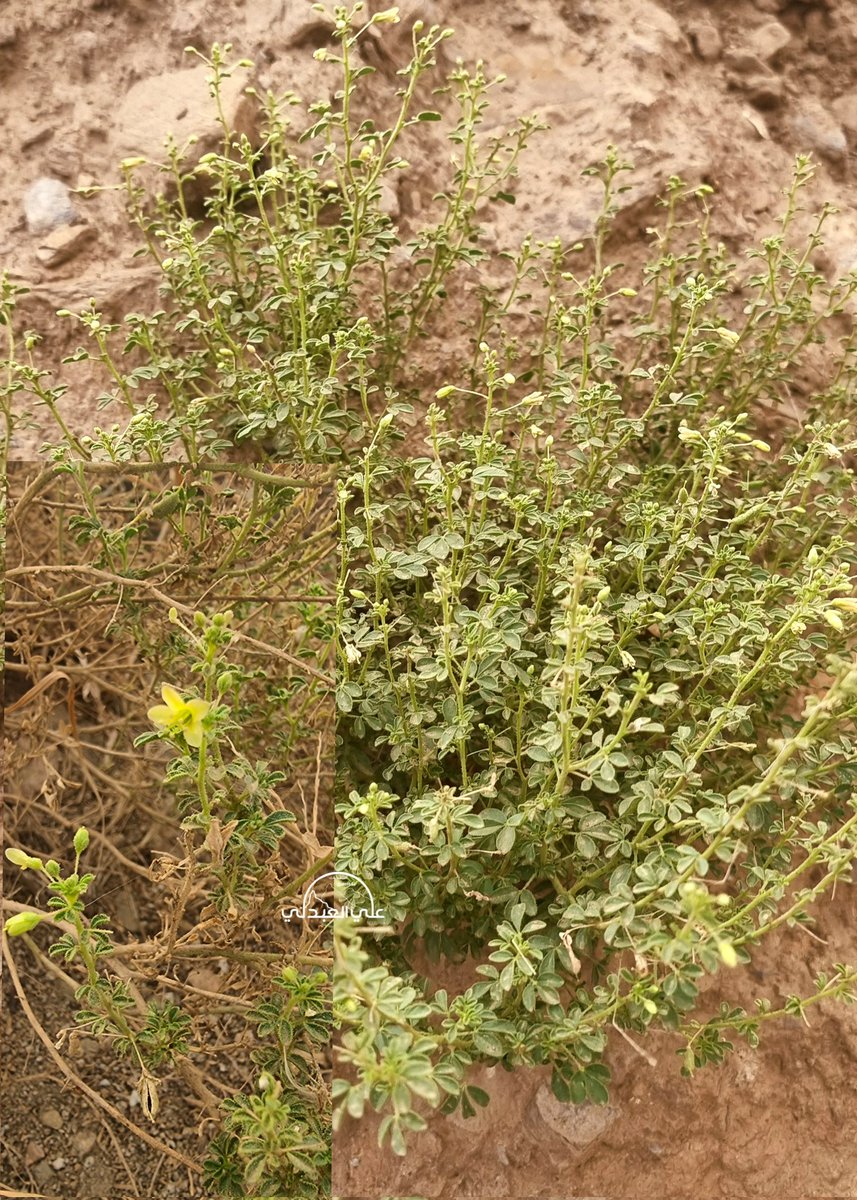 atel4004's tweet photo. من #نباتات_فيفاء
ذفرة قصيرة الثمار ، يُعرف أيضًا باسم زهرة العنكبوت بسبب شكل الزهرة.
 Cleome brachycarpa 

تعرف محلياً بإسم (سكاكة)
 نبات يتبع جنس الذفرة من الفصيلة الذفرية حولية ومعمرة  ، ثلاثية الوريقات خشبية القاعدة ، عطرية ذات رائحة منعشة ، كثيرة الاماليد ، ناعمة ريانة لينة الأغصان ، تعيش بالمناطق الجافة ، تقطف الأغصان وتدعك كمادة معطرة. تُعد في #فيفاء من الأشجار العطرية التي يهتمون بها قديماً ويزرعونها في أفنية منازلهم وعلى شروفاتها
تشير الأبحاث العلمية على هذا النبات أن لديه بعض الأنشطة الكيميائية الحيوية المذهلة في النظام البيولوجي مثل مضادات الميكروبات ، وقائية الكبد ، ومضادات السرطان ، ومضادات الفيروسات ، والمسكنات ، ومضادات القيء ، والمناعة ، ومضادات الأكسدة .كما أنه يستخدم في الطب التقليدي الإيراني في علاج اليرقان والإسهال والتهاب الشعب الهوائية والجرب والملاريا وفشل القلب ونقص الجهاز المناعي والنوبة والتهاب المفاصل الروماتويدي والحمى والقشعريرة واضطرابات المعدة ،  وفي دراسة حديثة ، أظهرت أن المستخلص الإيثانولي لسيقان وجذور وأوراق هذا النبات بعض التأثيرات المضادة للأكسدة. وأثبت بحث آخر بأن له تأثيرات مضادة للبكتيريا وتأثيرات لتقوية الذاكرة والحد من مرض الزهايمر ، وتأثيرات مزيل القلق في الجهاز العصبي المركزي.  وتسير الأبحاث إلى أن المستخلص النباتي له نشاط محتمل مضاد للسرطان. وأظهرت الأبحاث الخاصة بأمراض الدم للنبات بأنه يمتلك التأثيرات المكونة للدم التي قد تكون مفيدة في علاج أنواع مختلفة من فقر الدم والاضطرابات المثبطة للمناعة. علاوة على ذلك خفظت مستخلصات النبات من مستويات الكوليسترول التي تعمل كخاصية مسببة في تصلب الشرايين ، وبالتالي يمكن أن تكون مصدرًا لعوامل خفض الكوليسترول في المستقبل ، وحماية أمراض القلب والأوعية الدموية المختلفة ،  وللنبات عامل رائع مضاد للالتهابات ومسكن يمكنه تحسين تعداد الدم الكامل بشكل كبير.