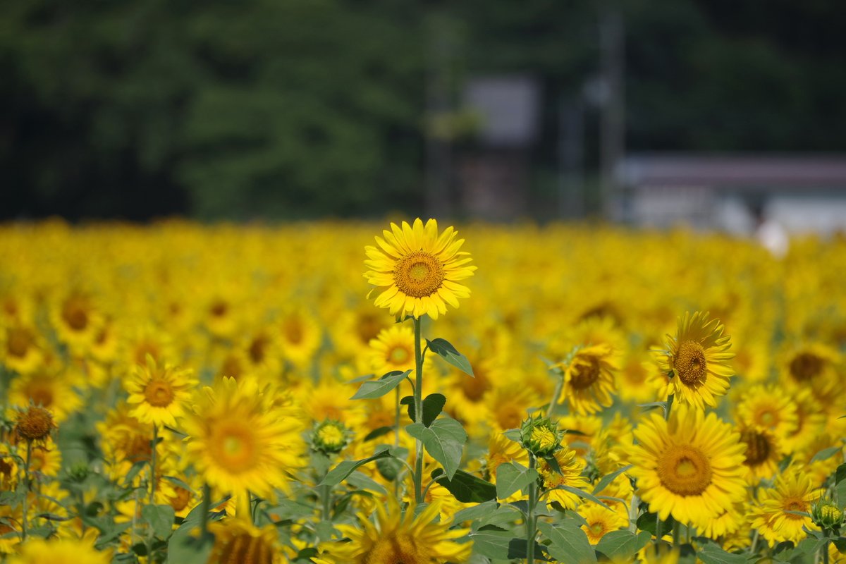 singularityfree's tweet photo. 向日葵 II

#恵のひまわり畑
#リコペン花倶楽部
#TLを花でいっぱいにしよう https://t.co/z5z9ixHwfn