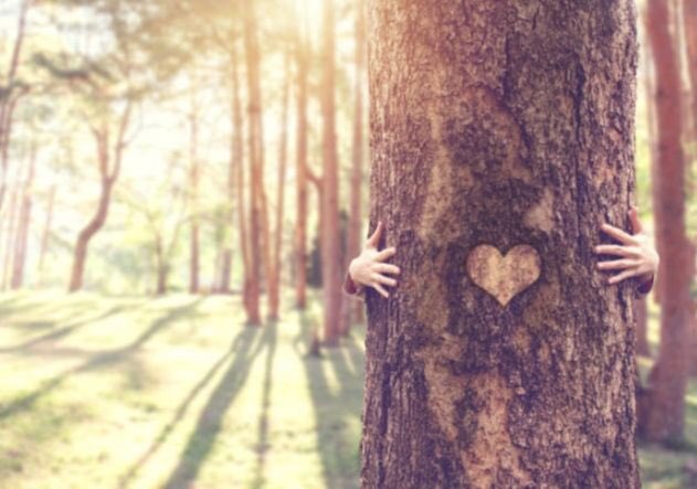 Petitie: Omdat Staatsbosbeheer Van Plan Is Om 96 Hectare Of Meer Dennenbos Te Kappen.

Dit is gepland op basis van het plan #Natura2000 en suggereert dat het om 'herstelwerkzaamheden' gaat. Hierdoor lijkt het alsof er #natuurherstel plaatsvindt, terwijl alle aanwezige natuur