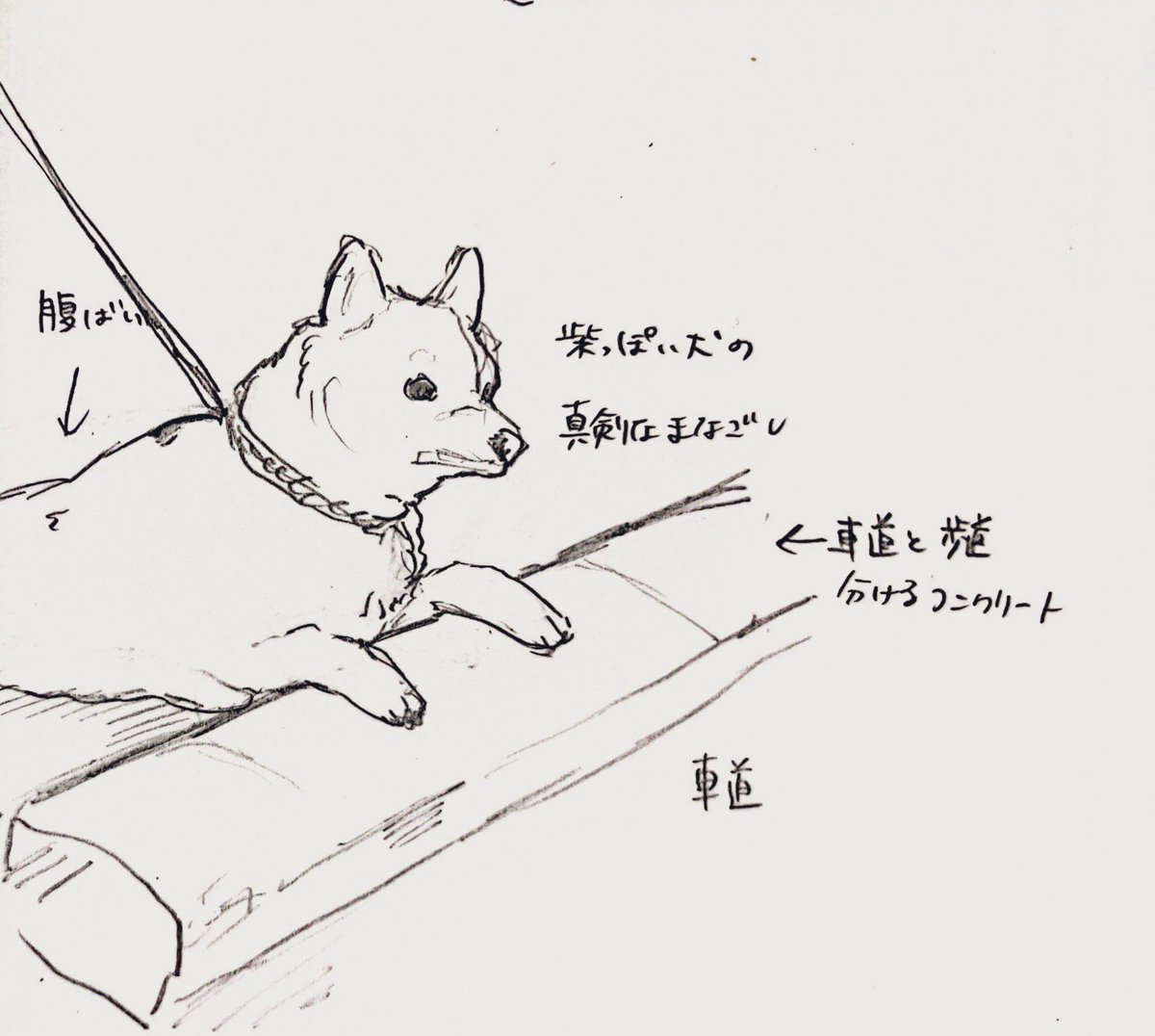帰り道にいた街を監視する犬の報告 