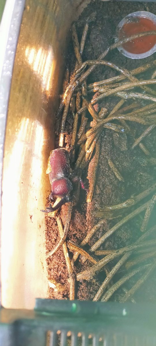 甲虫！死んでしまったらしい、、、、短命だったなぁ、、、、卵、、、、
どうかなぁ、、、、、
悲しい。話し相手だったのに。