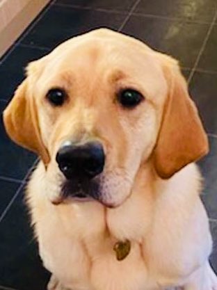 myolliethe_GD's tweet image. Hello! Hello!

I’m off duty for the day and available for nose boops. 
#BoopMyNose
#DogsOfTwitter