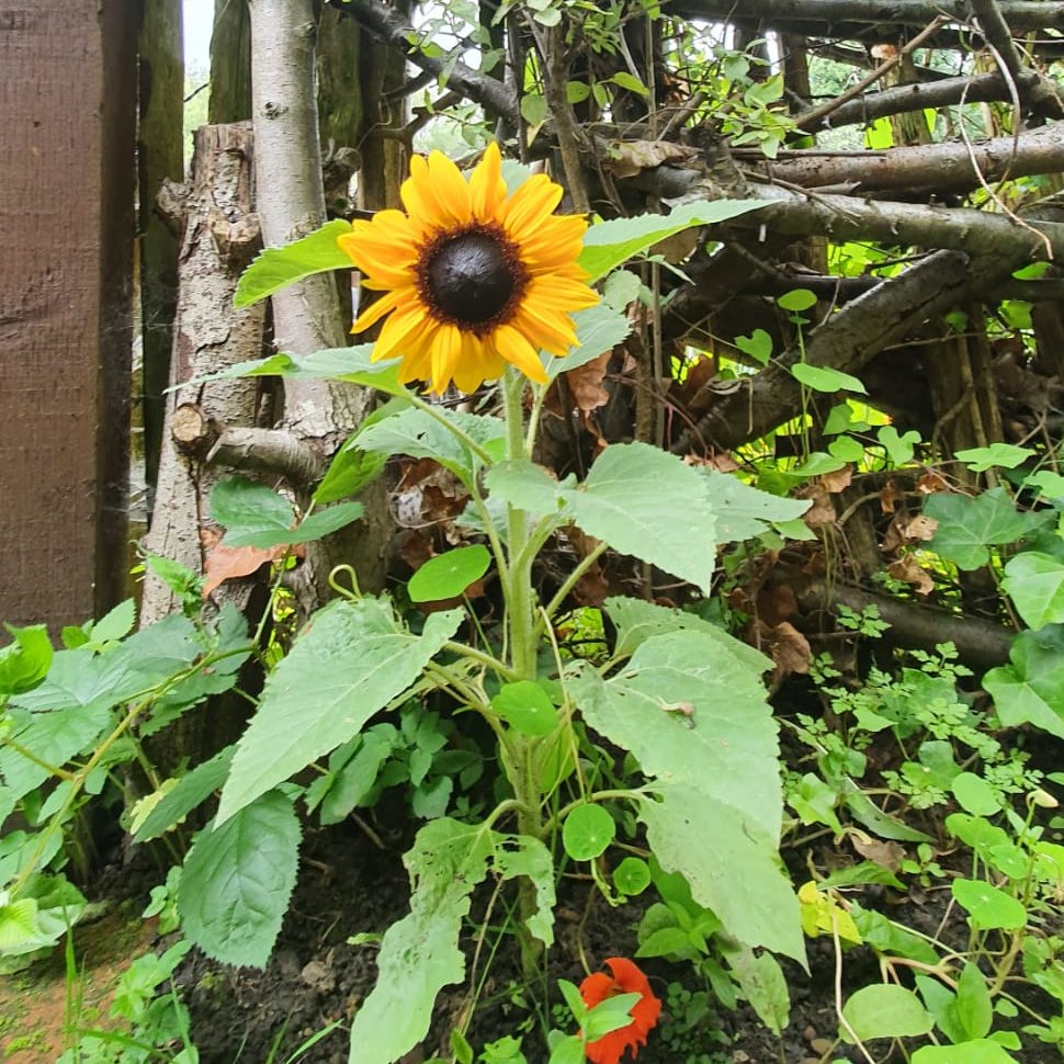 This lovely little sunflower planted by a tenant outside their plot gate is bringing smiles to everyone who passes by - what a lovely idea! 🌻🙂 #allotments #allotmentsuk #greenspaces #allotmentgardening