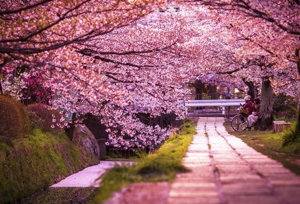 caiuslyj's tweet photo. @ElonMuskAOC @elonmusk Kyoto’s Philosopher’s Path?? https://t.co/DjluWcS6pT