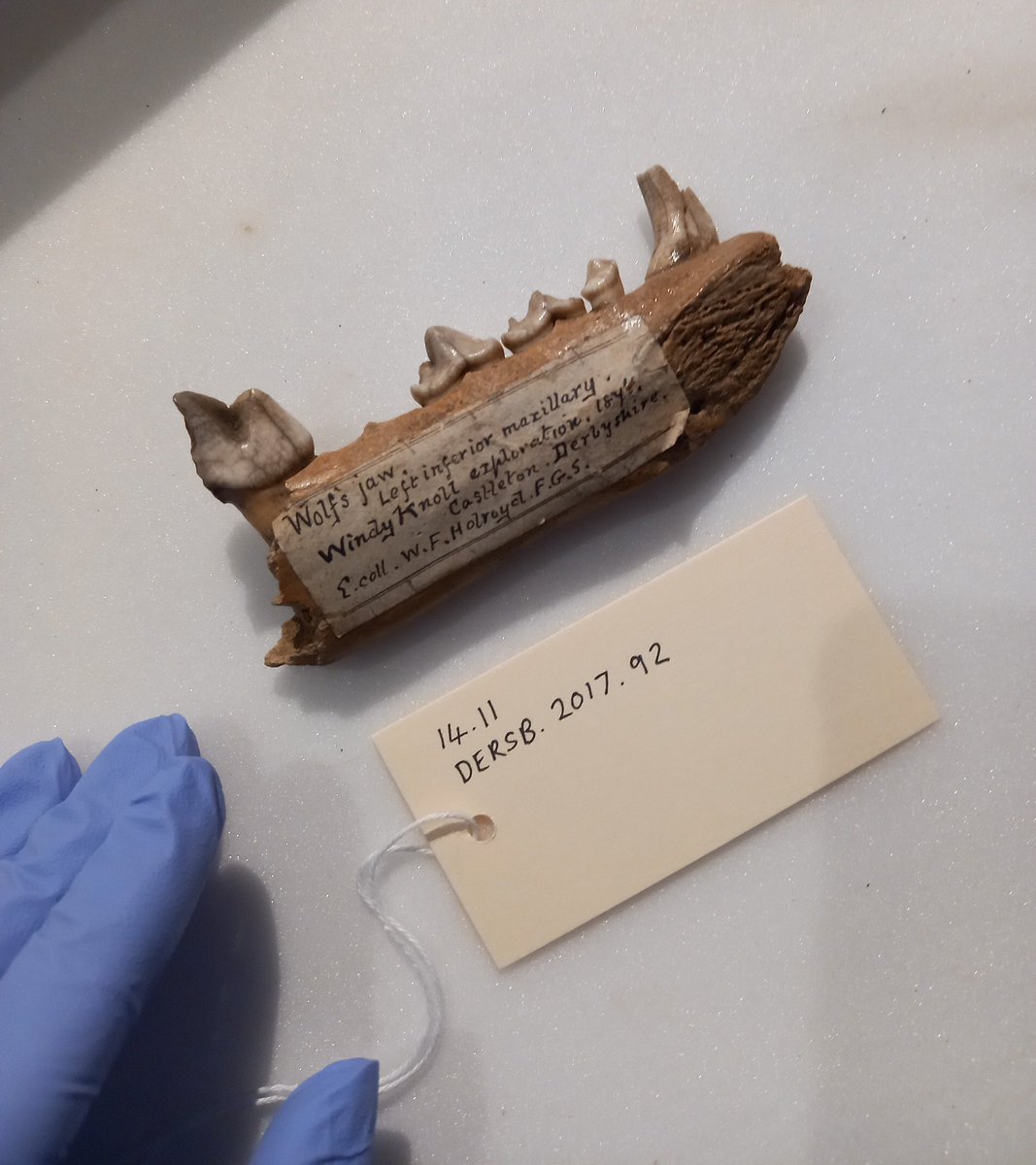 AnnaFRhodes's tweet photo. An interesting day packing up bones of extinct animals. This wolf species became extinct in Britain around 500 years ago. All bones found in the #PeakDistrict. Not my usual day at the museum. https://t.co/IVtxtYKIHq