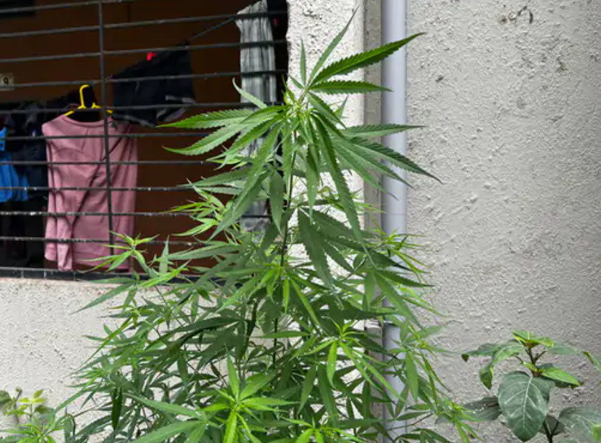 Marijuana plants found in Gujarat University hostel in Ahmedabad