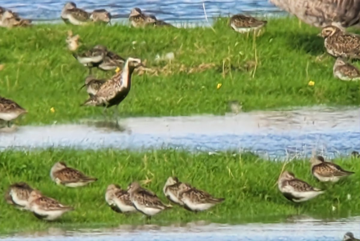 A fine weekend birding with @WilschutRutger and <a href="/JorritVlot/">Jorrit Vlot</a> finished yesterday on a high, with a calling Pacific Golden Plover overhead. Happy to have relocated it on the high tide roost soon after. #newselfie